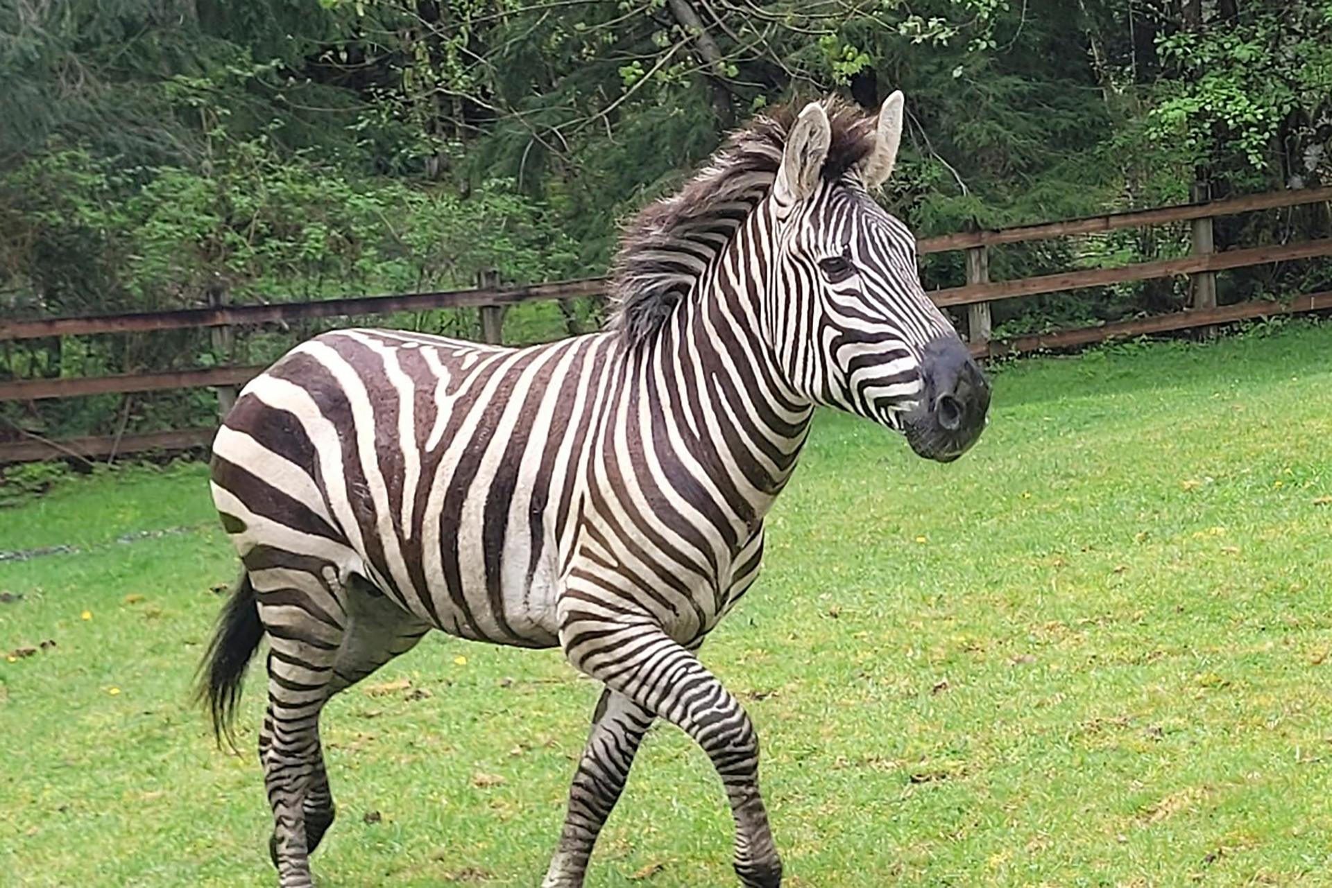 Zebra