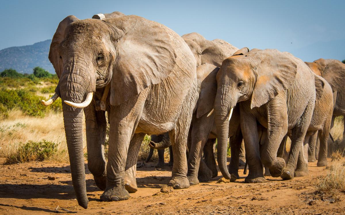 A herd of elephants marches up a dusty road.