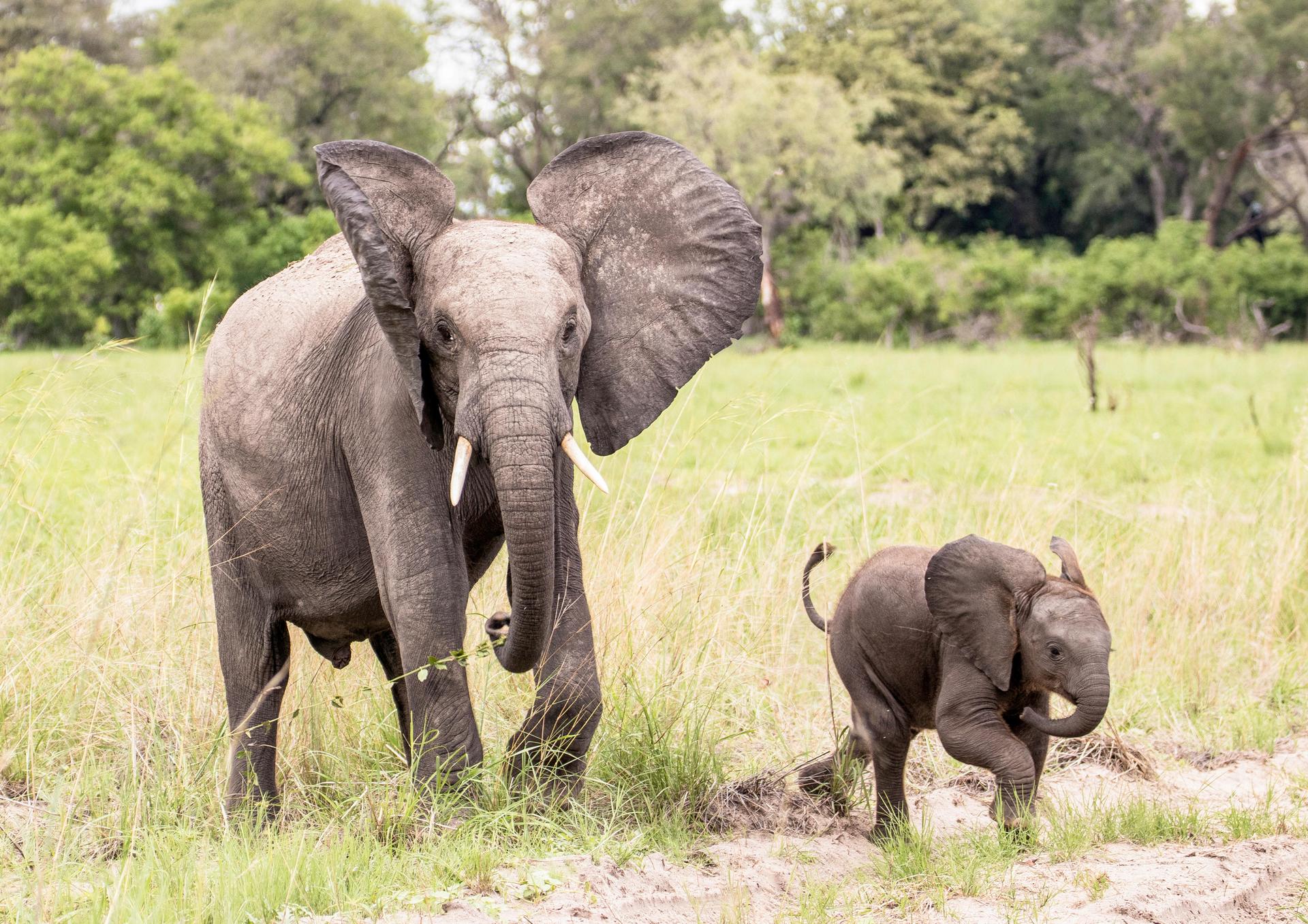 A mother elephant leads her calf across the grasslands.